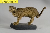 石虎藏品圖，第9張